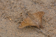 Ectomis octomaculata