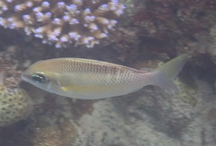 Scolopsis margaritifera