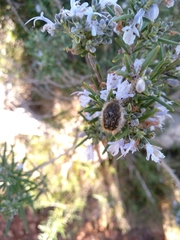 Tropinota squalida