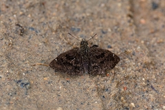 Staphylus ascalon