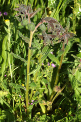 Nonea vesicaria