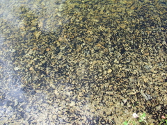 Bufo bufo