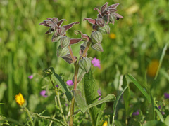 Nonea vesicaria