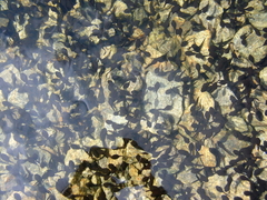 Bufo bufo