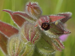 Nonea vesicaria