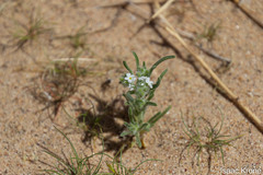 Johnstonella costata