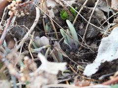Jeffersonia diphylla