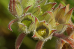Nonea vesicaria