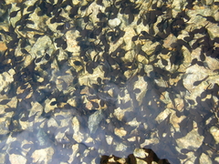 Bufo bufo
