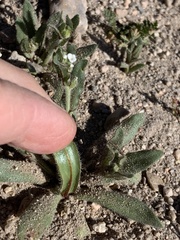 Plagiobothrys arizonicus