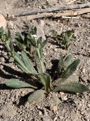 Plagiobothrys arizonicus