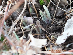 Jeffersonia diphylla
