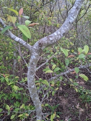 Peraphyllum ramosissimum