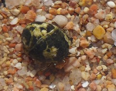 Nerita albicilla