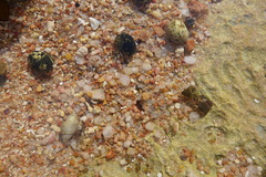 Nerita albicilla