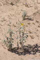 Helianthus niveus