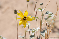 Helianthus niveus