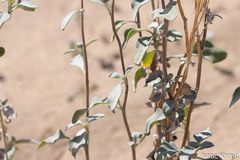 Helianthus niveus