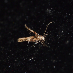 Stathmopoda stimulata
