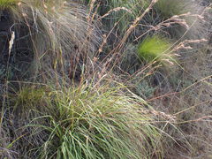 Cymbopogon pospischilii
