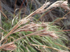 Cymbopogon pospischilii