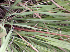 Cymbopogon pospischilii