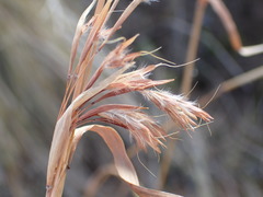 Cymbopogon pospischilii