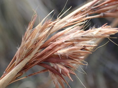 Cymbopogon pospischilii