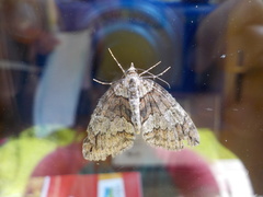 Hydriomena impluviata