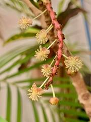 Fatsia japonica