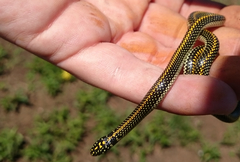 Homoroselaps lacteus