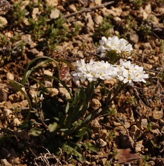Noccaea macrantha