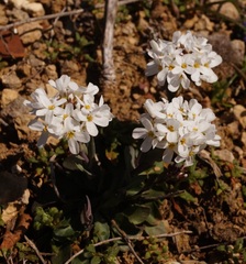 Noccaea macrantha