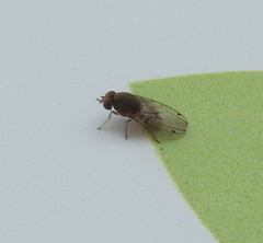 Gitona distigma