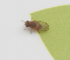Gitona distigma