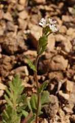 Arabis recta