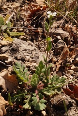 Arabis recta