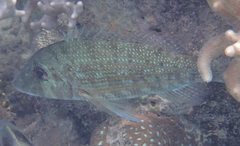 Lethrinus ornatus