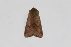 Orthosia pacifica