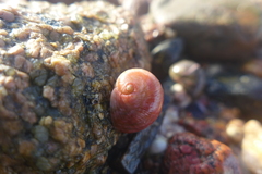 Nerita sanguinolenta