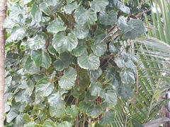 Polyscias scutellaria