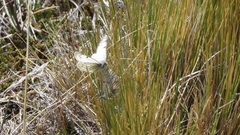 Hypsochila microdice