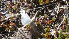 Hypsochila microdice