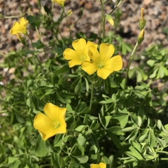 Oxalis texana