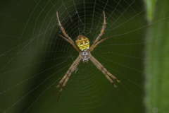 Argiope versicolor