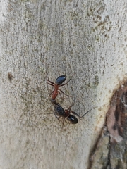 Camponotus barbaricus