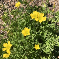 Oxalis texana
