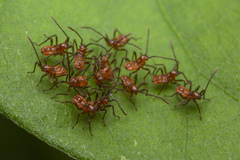 Physomerus grossipes