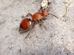 Pseudomethoca sanbornii