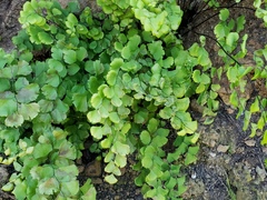 Adiantum jordanii